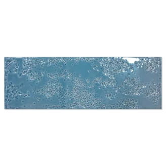 Veggflis <strong>Bränn</strong>  Blå Blank 15x45 cm